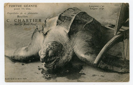 Tortue Géante Pesant 350 Kgs Propriétaire De Ce Phénomène Bouillon C. Chartier - Turtles