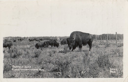 Riding Mountain National Park Manitoba Canada - Buffalo Herd Real Photo Postcard - Andere & Zonder Classificatie