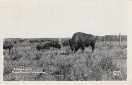 Riding Mountain National Park Manitoba Canada - Buffalo Herd Real Photo Postcard - Other & Unclassified