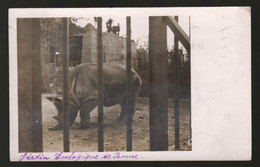 ZOO DI ROMA - FOTOCARTOLINA  VIAGGIATA NEL 1911 - RINOCERONTE - RHINOCEROS - NASHORN - UNICA!!!! - Rinoceronte