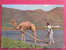 Visuel Très Peu Courant - Espagne - Iles Canaries - Lanzarote - Arando Con Camello - R/verso - Lanzarote