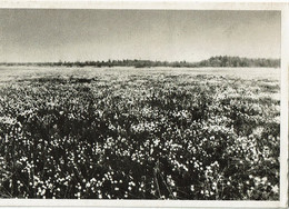 Plateau De La Baraque Michel - Bullange - Büllingen