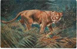 George Rankin. The Lioness Tuck Oilette Wild Animals Series PC # 8785 CPA Leeuw Leeuwin Lion - Löwen