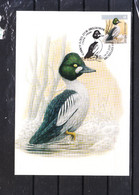 4925 Buzin - Garrot à Oeil D'or - 1985-.. Birds (Buzin)