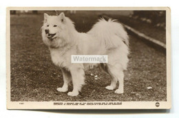 Samoyed Dog - Old Real Photo Postcard With Information On Front And Back - Honden