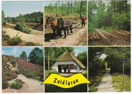 Zuidlaren - Natuur, Paarden, Boerderij, Klederdracht, Fietspad Etc. - (Nederland / Holland) - Nr. 703 - Zuidlaren