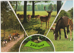 Zuidlaren - Natuur, Paarden, Herten Etc. - (Nederland / Holland) - Nr. 694 - Zuidlaren