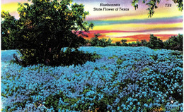 Carte POSTALE  Ancienne  De  SAN ANTONIO - Bluebonnets - San Antonio