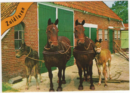 Zuidlaren - Boerderij Met Paarden En Veulens - (Nederland / Holland) - Nr. 608 - Zuidlaren