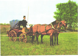 Horse, Poland:Horses In Front Of Coach - Horses