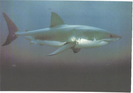 Fish, The Great White Shark - Fish & Shellfish