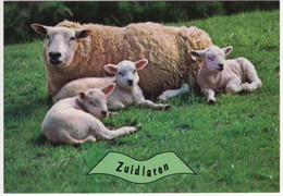 Zuidlaren - Ooi Met Lammeren - Schapen - (Nederland / Holland) - Nr. 701 - Zuidlaren