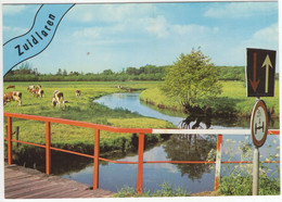 Zuidlaren - Kronkelend Beekje, Koeien, Bruggetje- (Nederland / Holland) - Nr. L 1084 - Zuidlaren