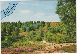 Zuidlaren - Struiken En Bomen Op De Heide - Zandpad, Natuur - (Nederland / Holland) - Nr. 729 - Zuidlaren