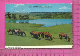 CPM   ETATS-UNIS, DAKOTA DU NORD, FARGO : Grazing At Lake Side - Fargo