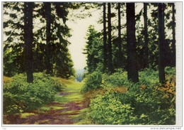 Naturaufnahme SCHÖNEBECK (Elbe) , Gel. 1966, DDR 15pf - Schoenebeck (Elbe)