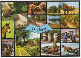 Zuidlaren - (Nederland / Holland) - Nr. 780 - Zuidlaren