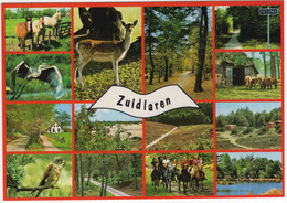 Zuidlaren - (Nederland / Holland) - 782 - Zuidlaren