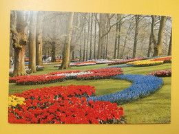 CARTOLINA POSTCARDS PAESI BASSI NEDERLAND 1979 LISSE KEUKENHOF BOLLO REGINA QUEEN OLANDA OBLITERE' - Lisse