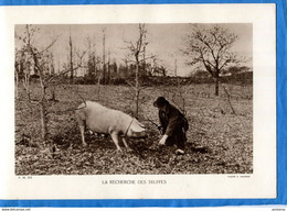 PHOTO-f Daudrix- GROS PLAN-recherche Des Truffes- Chercheur Avec Son Cochon-années 1920 - Beroepen