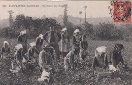 Plougastel-Daoulas. Cueillette Des Fraises - Plougastel-Daoulas