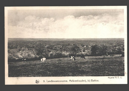 Battice - Landbouweconomie - Melkveehouderij - Herve