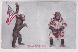 Chimpanzee "Baldy" - New York Zoological Park - Schimpansen, Zoologischer Garten New York - Monkeys