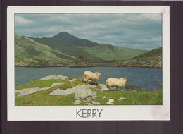 IRLANDE KERRY - Kerry