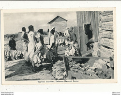 TYPICAL CAROLINA TOBACCO HARVEST SCENE CPA BON ETAT - Andere & Zonder Classificatie