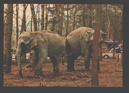 Tüddern Bei Geilenkirchen - Löwen- Und Grosswild-Auto-Safari - Elephant / Olifant - Geilenkirchen