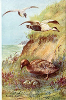 EIDER DUCKS * CPA Illustrateur Scrivener * Oiseaux Birds Canards * OILETTE Raphael Tuck & Sons British Sea Birds - Vogels