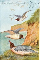 BLACK HEADED SEA GULL * CPA Illustrateur Scrivener * Oiseaux * OILETTE Raphael Tuck & Sons British Sea Birds - Oiseaux