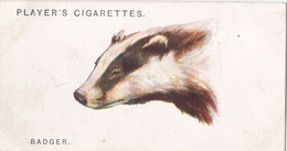 3 Badger   - Wild Animal Heads 1931 - Players Cigarette Card - Original - Wildlife, - Wills