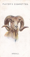 2 Argali  - Wild Animal Heads 1931 - Players Cigarette Card - Original - Wildlife, - Wills