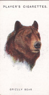 4 Grizzly Bear - Wild Animal Heads 1931 - Players Cigarette Card - Original - Wildlife, - Wills