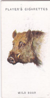 8 Wild Boar  - Wild Animal Heads 1931 - Players Cigarette Card - Original - Wildlife, - Wills