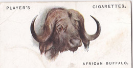 9 African Buffalo  - Wild Animal Heads 1931 - Players Cigarette Card - Original - Wildlife, - Wills