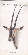 6 The Beisa  - Wild Animal Heads 1931 - Players Cigarette Card - Original - Wildlife, - Wills