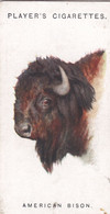 7 American Bison - Wild Animal Heads 1931 - Players Cigarette Card - Original - Wildlife, - Wills