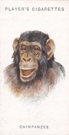 15 Chimpanzee - Wild Animal Heads 1931 - Players Cigarette Card - Original - Wildlife, - Wills