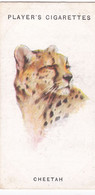 14 Cheetah - Wild Animal Heads 1931 - Players Cigarette Card - Original - Wildlife, - Wills