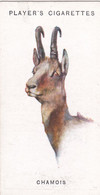 13 Chamois - Wild Animal Heads 1931 - Players Cigarette Card - Original - Wildlife, - Wills