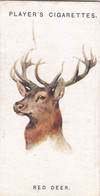 17 Red Deer   - Wild Animal Heads 1931 - Players Cigarette Card - Original - Wildlife, - Wills