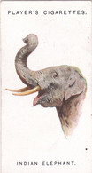 21 Indian Elephant   - Wild Animal Heads 1931 - Players Cigarette Card - Original - Wildlife, - Wills
