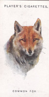 23 Common Fox  - Wild Animal Heads 1931 - Players Cigarette Card - Original - Wildlife, - Wills