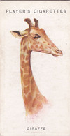 225 Giraffe - Wild Animal Heads 1931 - Players Cigarette Card - Original - Wildlife, - Wills