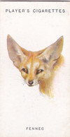 22 The Fennec - Wild Animal Heads 1931 - Players Cigarette Card - Original - Wildlife, - Wills