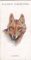 30 The Jackal  - Wild Animal Heads 1931 - Players Cigarette Card - Original - Wildlife, - Wills