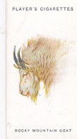 27 Rocky Mountain Goat - Wild Animal Heads 1931 - Players Cigarette Card - Original - Wildlife, - Wills