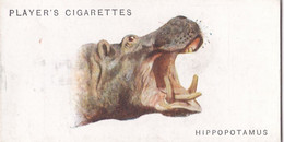 29 Hippopotamus   - Wild Animal Heads 1931 - Players Cigarette Card - Original - Wildlife, - Wills